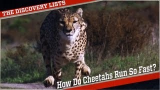 Why Do Cheetahs Run So Fast [upl. by Onilegna379]