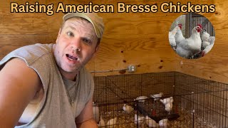 Raising self sustainable chicken meat  American Bresse Chickens ABC [upl. by Ceciley]