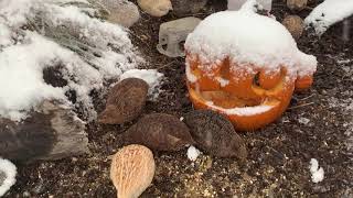 Japanese Quail Chilling In Their Winter Aviary [upl. by Simmonds]