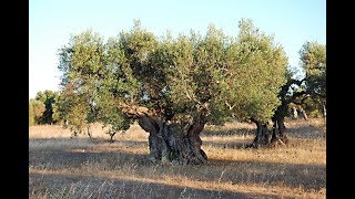 Stadt Caprarica di Lecce  Jahrhunderte alte Olivenhaine [upl. by Myo]