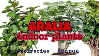 TOP Aralia Plant  Classic House Plant Polyscias Papua [upl. by Iramat]