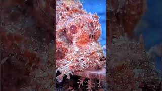 Deep ocean 🌊 subscribe ki kore barabo nature ocean satisfying trending relaxing underwater [upl. by Evyn]