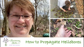 How to Propagate Hellebores 🌸🌺❤️ [upl. by Atinaujnas]