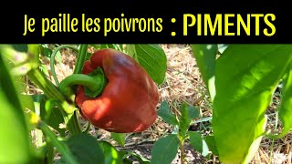 paillages des poivrons piments [upl. by Vasos]