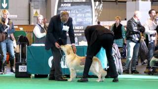 Crufts 2011 ShChRamchaine Green Glow of Fenwood by Waterbabies [upl. by Eire152]