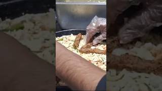 Behari kabab pizza 😱youtubeshorts foryou viralshort [upl. by Stephani]