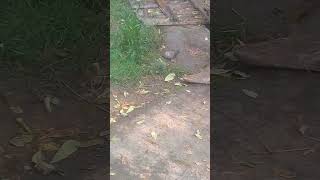 Rain amp Sun together  Beautiful Dove  Food  Mountain Village  Nature Buddies viralvideo shorts [upl. by Lombard425]