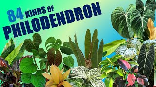 84 SPECIES OF PHILODENDRON  HERB STORIES [upl. by Roddy]