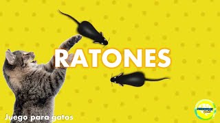 Videos para gatos  Ratones [upl. by Beka]