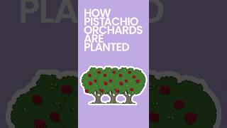 How Pistachio Orchards are Planted [upl. by Arianie]