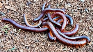 Hunting Big Millipedes 😱 insect Luwing Bekicot kaki seribu Snail serangga Millipede [upl. by Rancell]