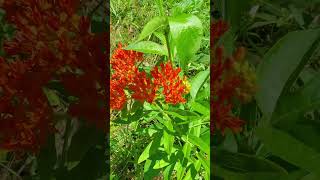 Orange Butterfly Weed Asclepias tuberosa Native Plant to Tennessee [upl. by Etnoek]