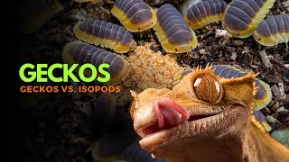 Geckos vs Isopods The Ultimate Snack [upl. by Havelock]