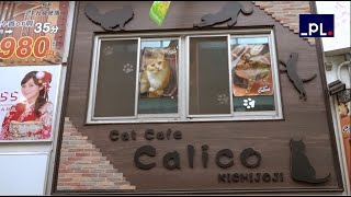 Neko café en Tokio peculiar oferta para los amantes de los gatos [upl. by Naerad384]