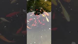 Quand arrêter de nourrir ses poissons de bassin [upl. by Ax562]