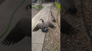 Canada Geese attacking during a goose egg addling job [upl. by Yereffej71]