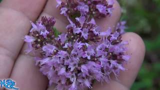 ⟹ Oregano  Origanum vulgare  Flowers and seeds [upl. by Battiste]