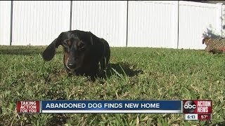 Abandoned dog finds new home [upl. by Lagas]