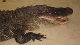 Alligator Eats Baby [upl. by Ulises]