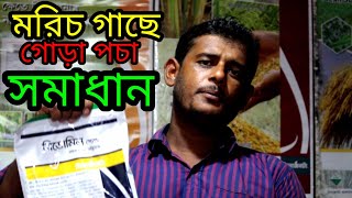 মরিচ গাছের গুঁড়া পচার সমাধান। [upl. by Oric]