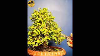 CREATE BONSAI  SHORTS bonsai bonsaitree howtomakebonsai [upl. by Airetahs]