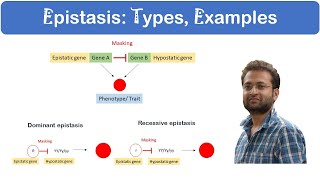 What is Epistasis Dominant vs Recessive Examples [upl. by Buderus]