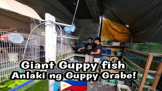 quotNakatagong mga Guppy strain ating pinasokquotito sikreto niya sa pagaalaga ng guppy fish😱 [upl. by Vaas]