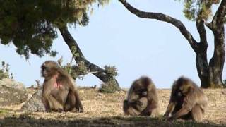 Gelada by jurki1991 [upl. by Brad]