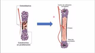 Osificación Intramembranosa y endocondral [upl. by Goulet]