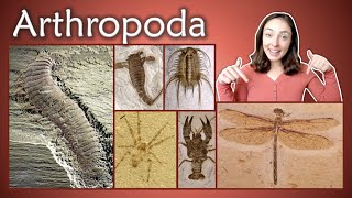 Arthropoda Pt 1 Chelicerata Crustacea Insecta Myriapoda Invertebrate Paleontology  GEO GIRL [upl. by Letty]