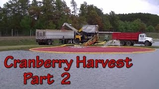 Sights and Sounds of a Wisconsin Cranberry Harvest quotPart 2 of 2quot [upl. by Mlehliw]