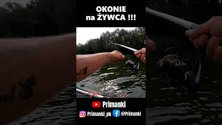 Okonie na żywca  wędkarstwo okonie okoń żywiec spławik perch perchfishing floatfishing [upl. by Shaver]