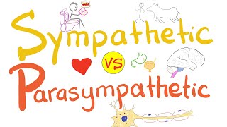 Sympathetic vs Parasympathetic  Autonomic Nervous System ANS  Physiology [upl. by Lahcear143]