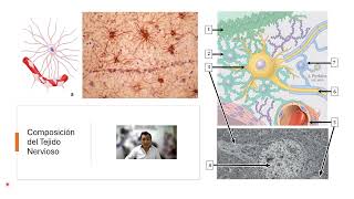 Histología del Sistema Nervioso  Parte 1 [upl. by Kristof]