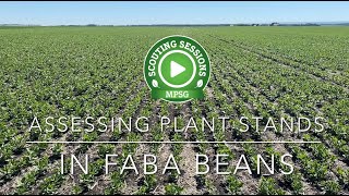 Scouting Sessions Assessing Plant Stands in Faba Beans [upl. by Bettine192]