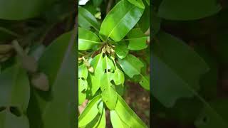 Manilkara zapota commonly known as sapodilla is an evergreen tree Family Sapotaceae [upl. by Arbmat]