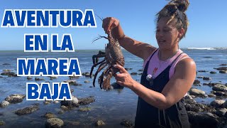 🌊 ¡Descubre Punta San Carlos Caracoles Pulpos y Langostas en la Marea Baja 🦞🐙 Baja California [upl. by Ardnuaet]