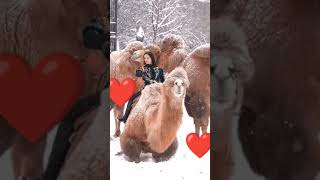 shortvideo subscribe shorts short live music urdu love comingsoon wildbull animals [upl. by Maryann]