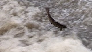 Salmon jumping the weir at Shrewsbury [upl. by Eelatsyrc]