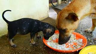 Lovely a puppies beloved eating food finally with mama dog [upl. by Missy]