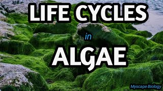 Life Cycles in Algae  BSMSBotany  Urdu amp Hindi [upl. by Irving]