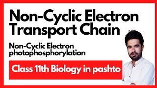 NonCyclic electron transport chain  NonCyclic photophosphorylation  Pashto [upl. by Attenat776]