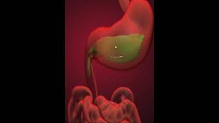 Digestive system Duodenum 3D Animation [upl. by Einnahc]