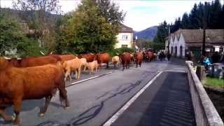 Transhumance cow herders in the Ballon DAlsace France [upl. by Chariot86]