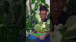 The Most Amazing Philodendron Birkin [upl. by Merideth]