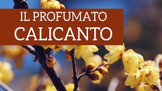 Calicanto il profumo più buono dellinverno [upl. by Aremahs567]