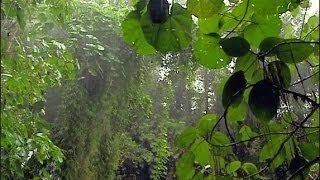 Le désert vient avec la pluie à Haiti [upl. by Halima]