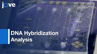 MicrofluidicBased Electrochemical Biochip LabelFree DNA Hybridization Analysis l Protocol Preview [upl. by Selry]