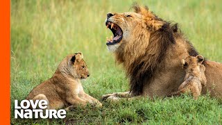 Lion Father Hunts For His Family  Predator Perspective  Love Nature [upl. by Ceciley846]