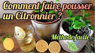 COMMENT FAIRE POUSSER UN CITRONNIER FACILEMENT [upl. by Boor]